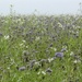 Field of flowers by wakelys