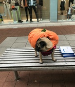 26th Oct 2021 - Pumpkin pug.