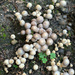 Fall mushrooms 