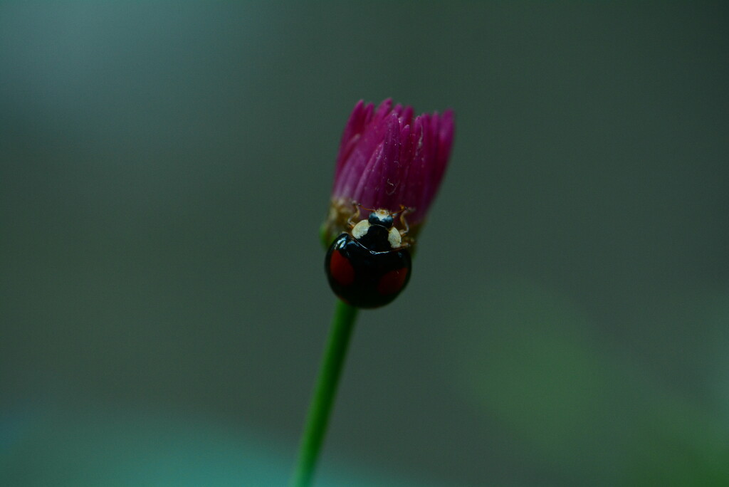 ladybird on budding flower....... by ziggy77
