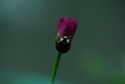 26th Oct 2021 - ladybird on budding flower.......