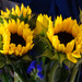 Sunflowers from the grocery store by joansmor