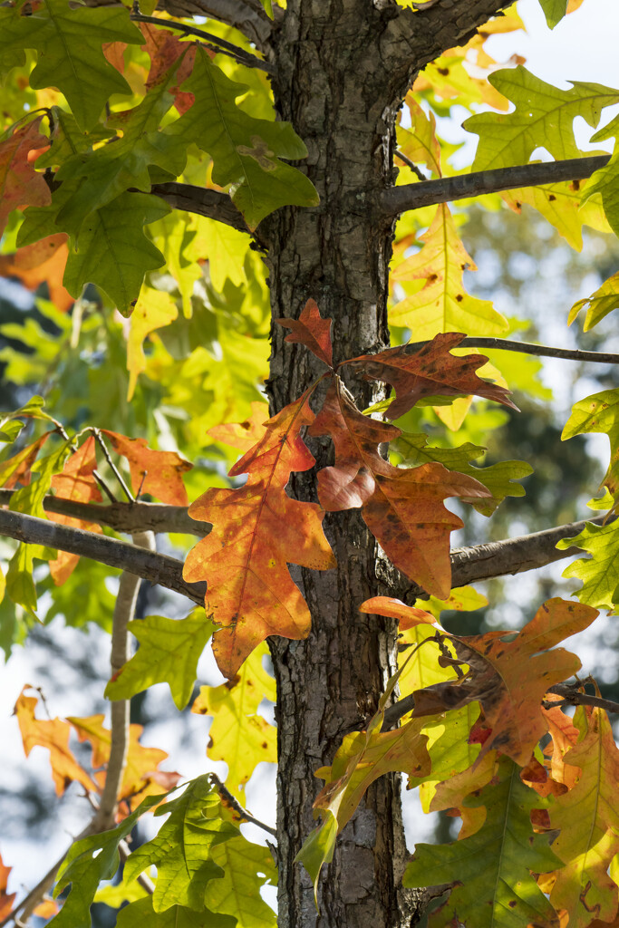 Oak Fall Color by kvphoto