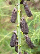 27th Oct 2021 - Showy rattlebox seed pods...