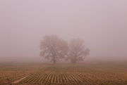 24th Oct 2021 - misty morning