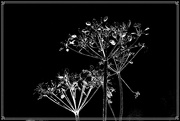25th Oct 2021 - Cow parsley  on  black