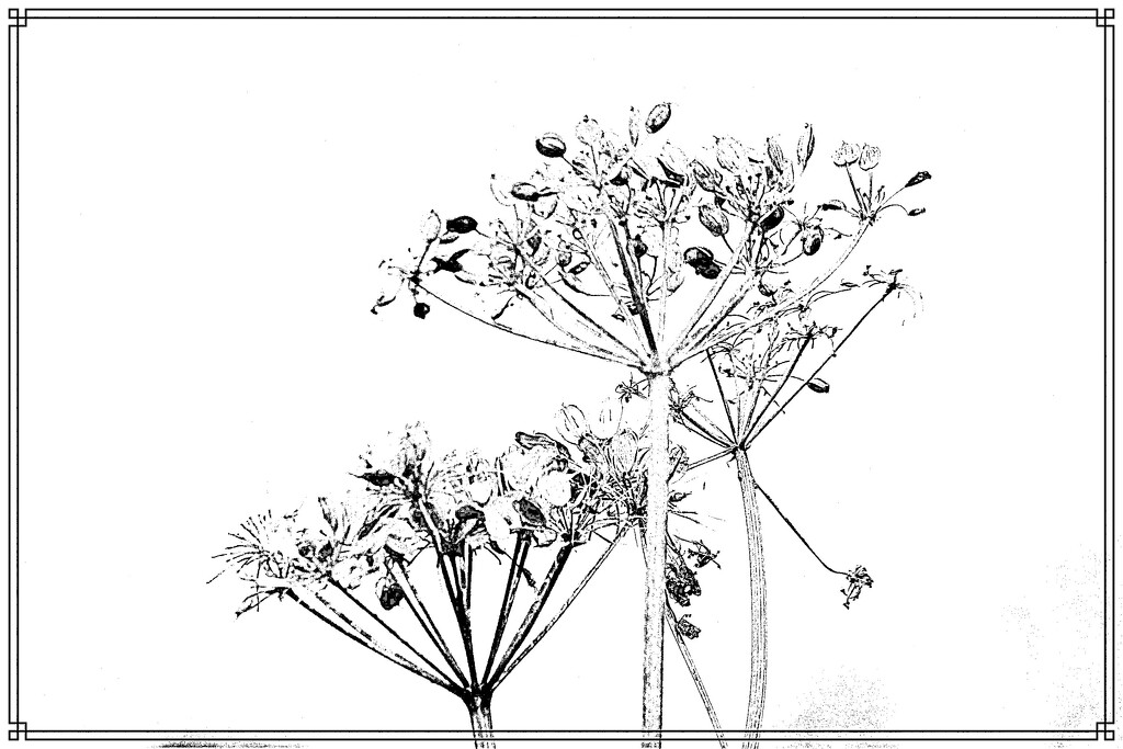 Cow parsley  on white  by beryl