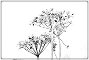 26th Oct 2021 - Cow parsley  on white 