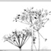 Cow parsley  on white  by beryl