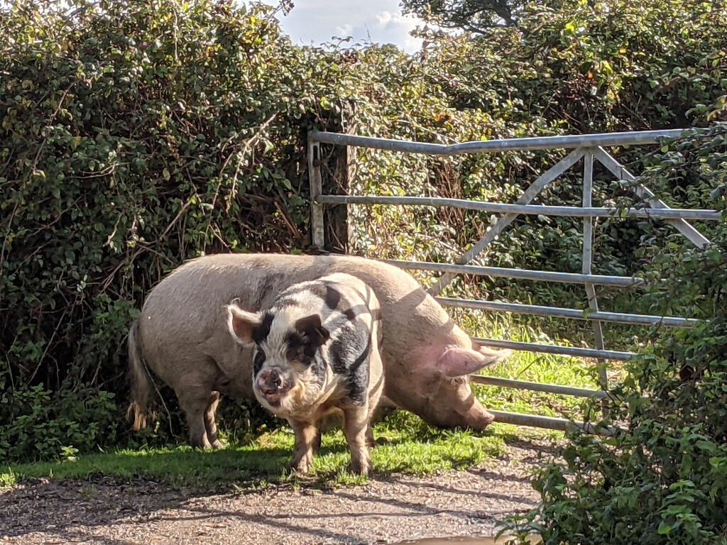 Pigs in the lane by yorkshirelady