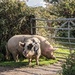Pigs in the lane by yorkshirelady