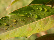 26th Oct 2021 - Rain Droplets on Leaf