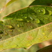 Rain Droplets on Leaf by sfeldphotos