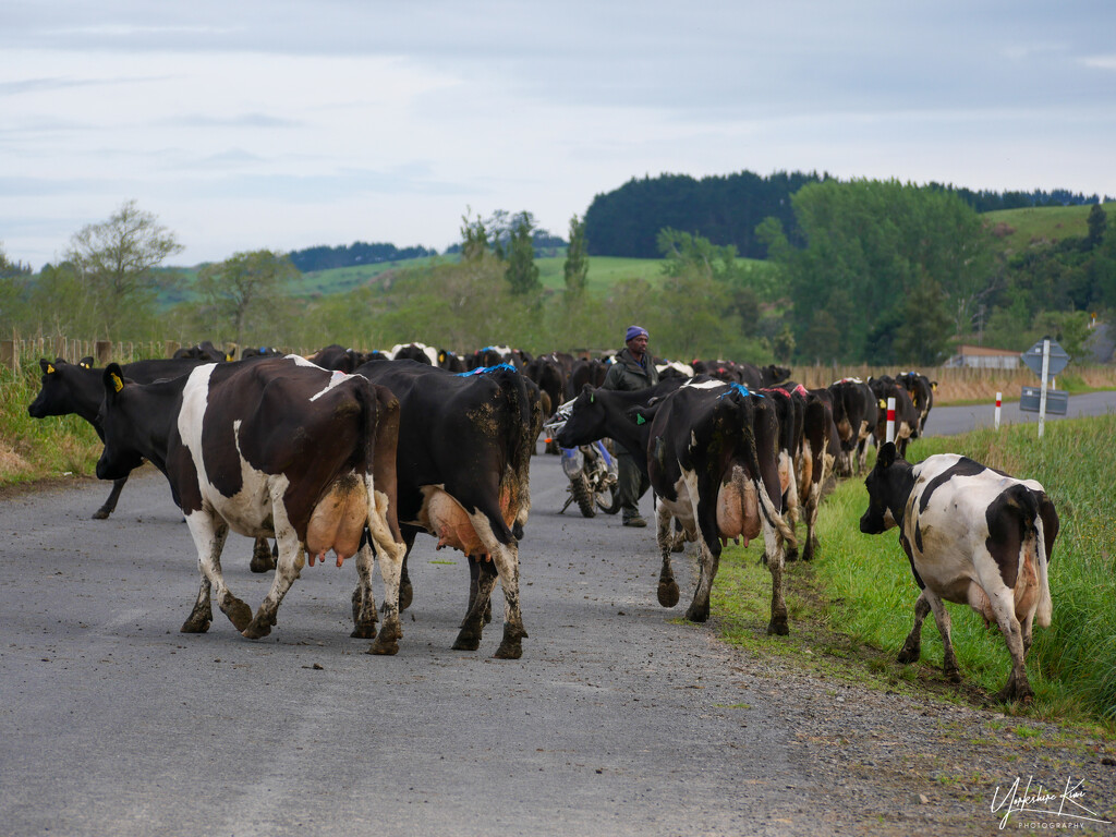 Dairy Farming by yorkshirekiwi