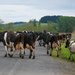 Dairy Farming by yorkshirekiwi