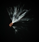 26th Oct 2021 - Day 299: Still playing with Milkweed seeds....