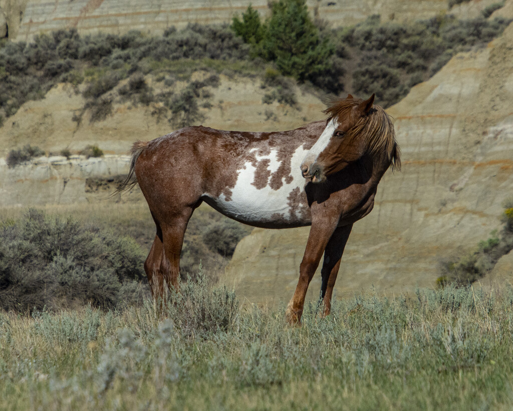 Wild Horse by cwbill