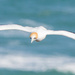 Nice day to photograph Gannets by creative_shots