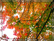 26th Oct 2021 - under a canopy of colours