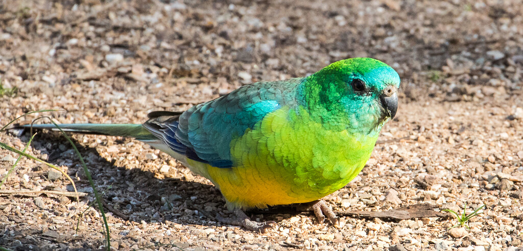 Red-rumped parrot by flyrobin