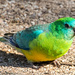 Red-rumped parrot by flyrobin