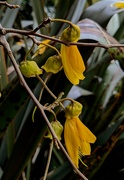 27th Oct 2021 - Old kowhai