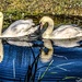 Two swans by stuart46