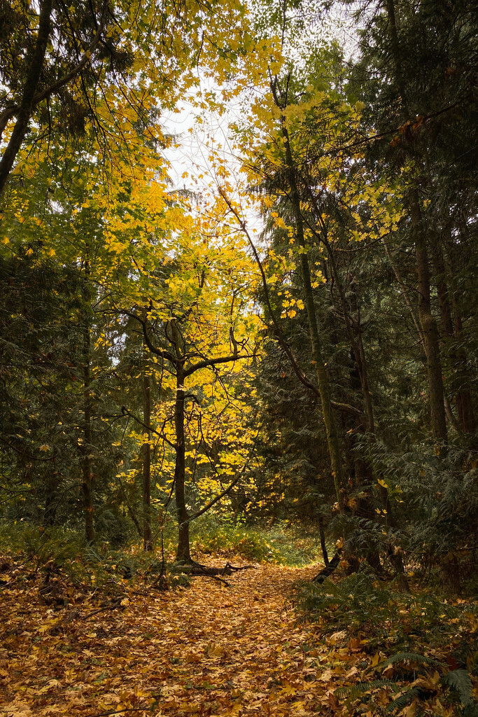 Fall Walks by tina_mac