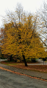 27th Oct 2021 - Autumn.. dropping leaves