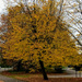 Autumn.. dropping leaves by 365projectorgjoworboys