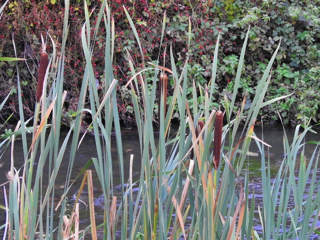 Reed Mace Beside The Leen by oldjosh