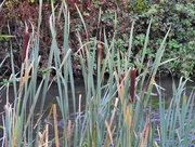 19th Oct 2021 - Reed Mace Beside The Leen