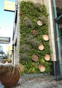20th Oct 2021 - Living Wall