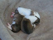 27th Oct 2021 - The pups...