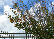 27th Oct 2021 - Tree by the fence