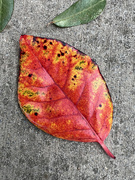 27th Oct 2021 - Fallen Leaf