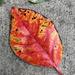 Fallen Leaf by thedarkroom