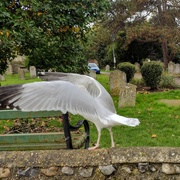 26th Oct 2021 - Shy Seagull