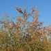 Desert Ironwood (Olneya tesota) by blueberry1222