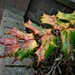 Mahonia leaf  by beryl