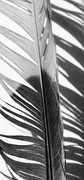 27th Oct 2021 - Duo-tone feather detail with shadow