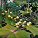 Mahonia flowers by beryl