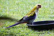 27th Oct 2021 - Pale Headed Rosella