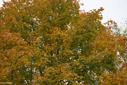27th Oct 2021 - Changing leaves