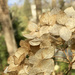 Fall(ing) Hydrangea by corinnec
