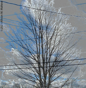 27th Oct 2021 - Lines and Trees