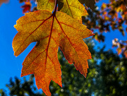 22nd Oct 2021 - Backlit Maple Leaf