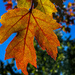 Backlit Maple Leaf by jbritt