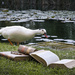A quacking good read ... by dkbarnett