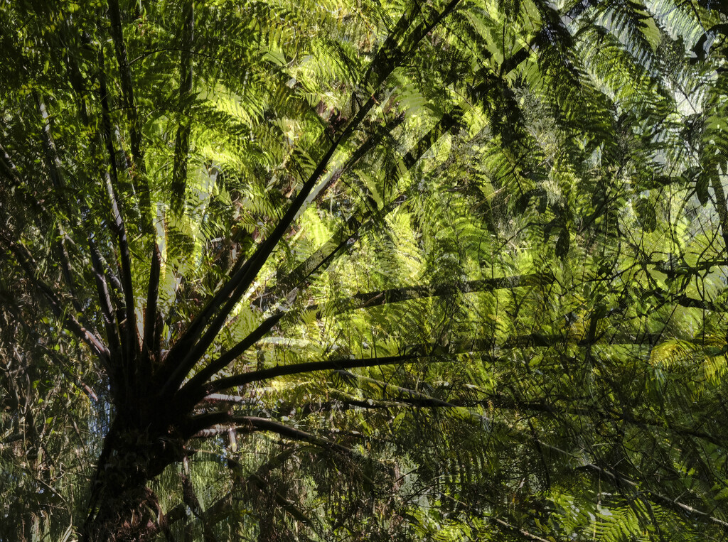 Tree fern by dkbarnett